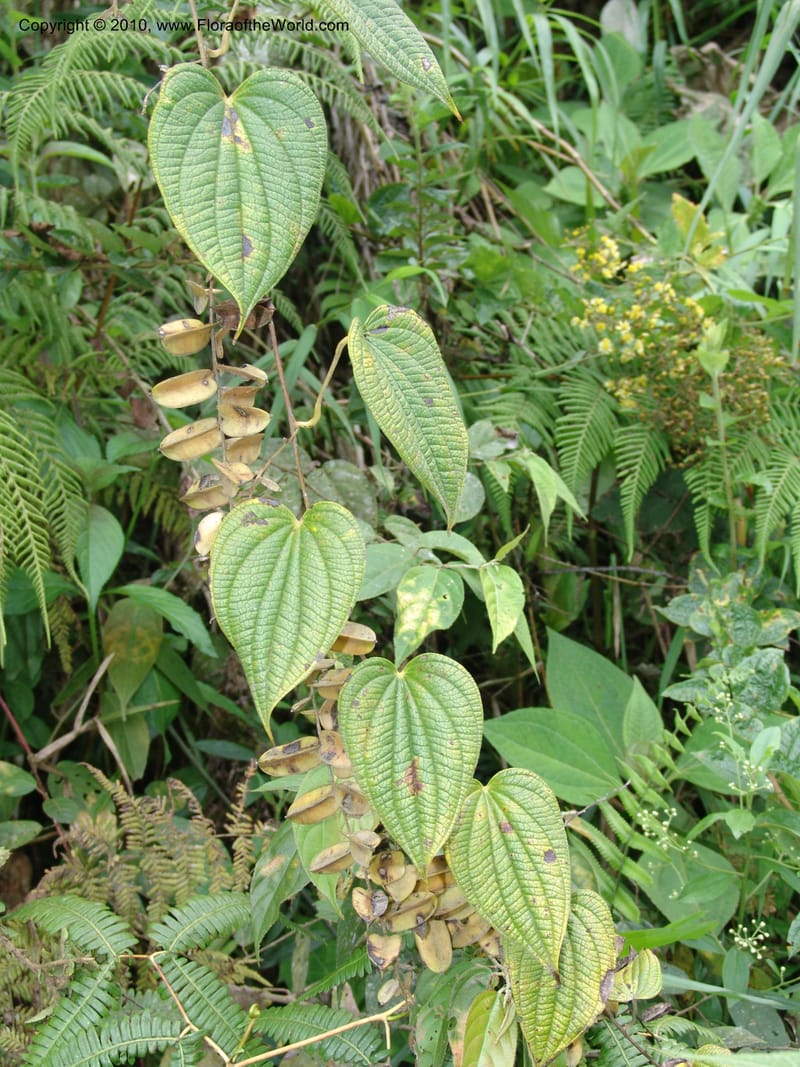 Dioscorea, Croat 96235--Ecuador. Prov. Pichincha. La Union-Chiriboga-Quito. 22 Mar 06. 205.jpg