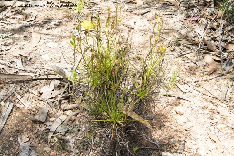 Drosophyllum lusitanicum, Stevens, W. D. 33211--Portugal. Santarem. 14 May 2012. (30).jpg