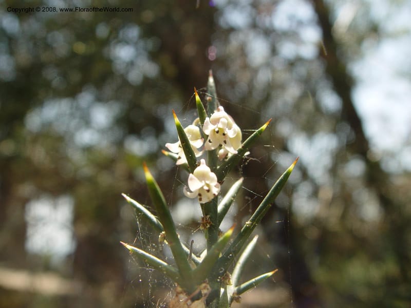 Colletia spinosa--Spain. Blanes. Marimurtra Bot. Gard. 24 Apr 04. 041.jpg