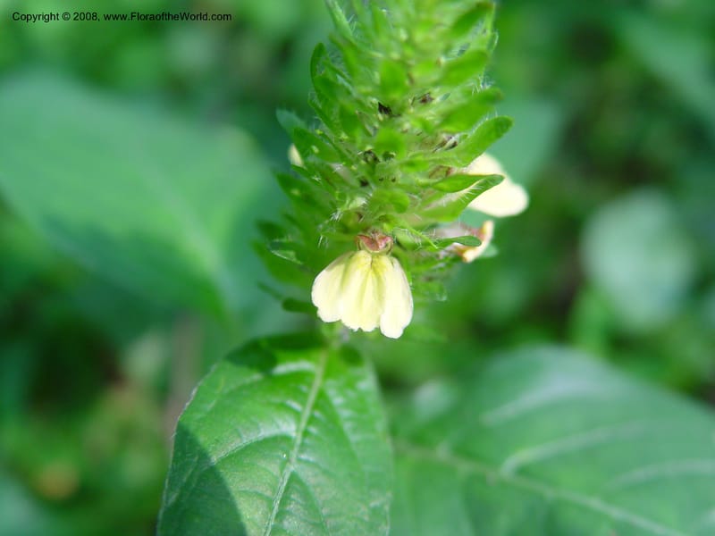 Justicia flava cf--Ghana. Aburi Botanic Garden. 11 Dec 03. 394.jpg