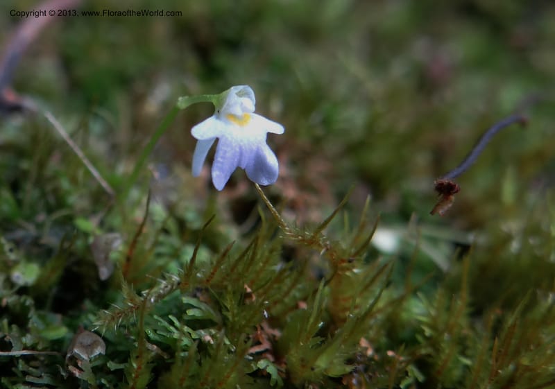 Utricularia, VC 5533--Thailand. Chiang Mai Prov. Doi Pha Hom Pok Nat. Park. 10 Nov 2012. DSC08349 (149).JPG