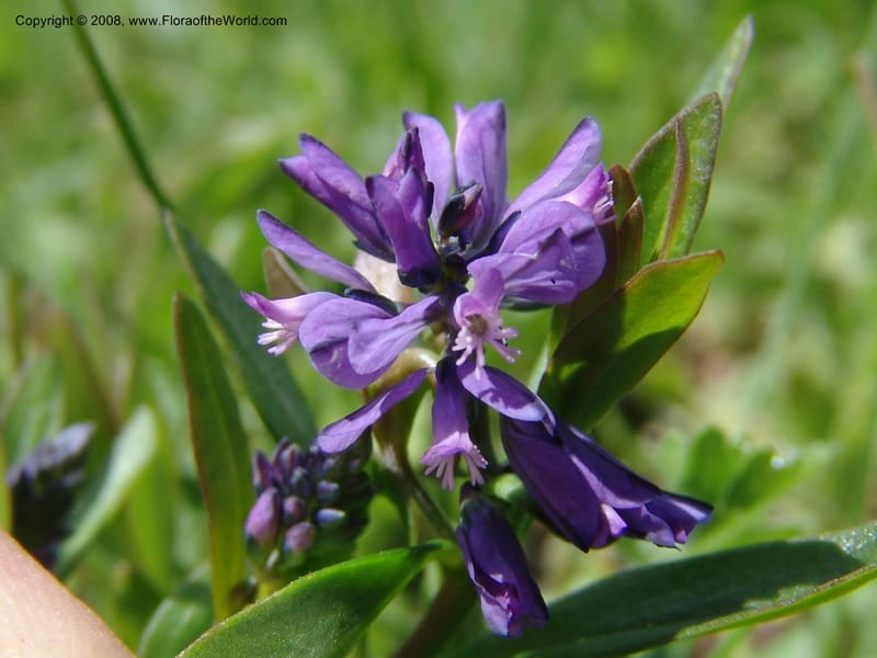 Polygala alpicola--Georgia. Kazbeki . Trail-road to Sameba Church. 2 Jun 05. 018.jpg