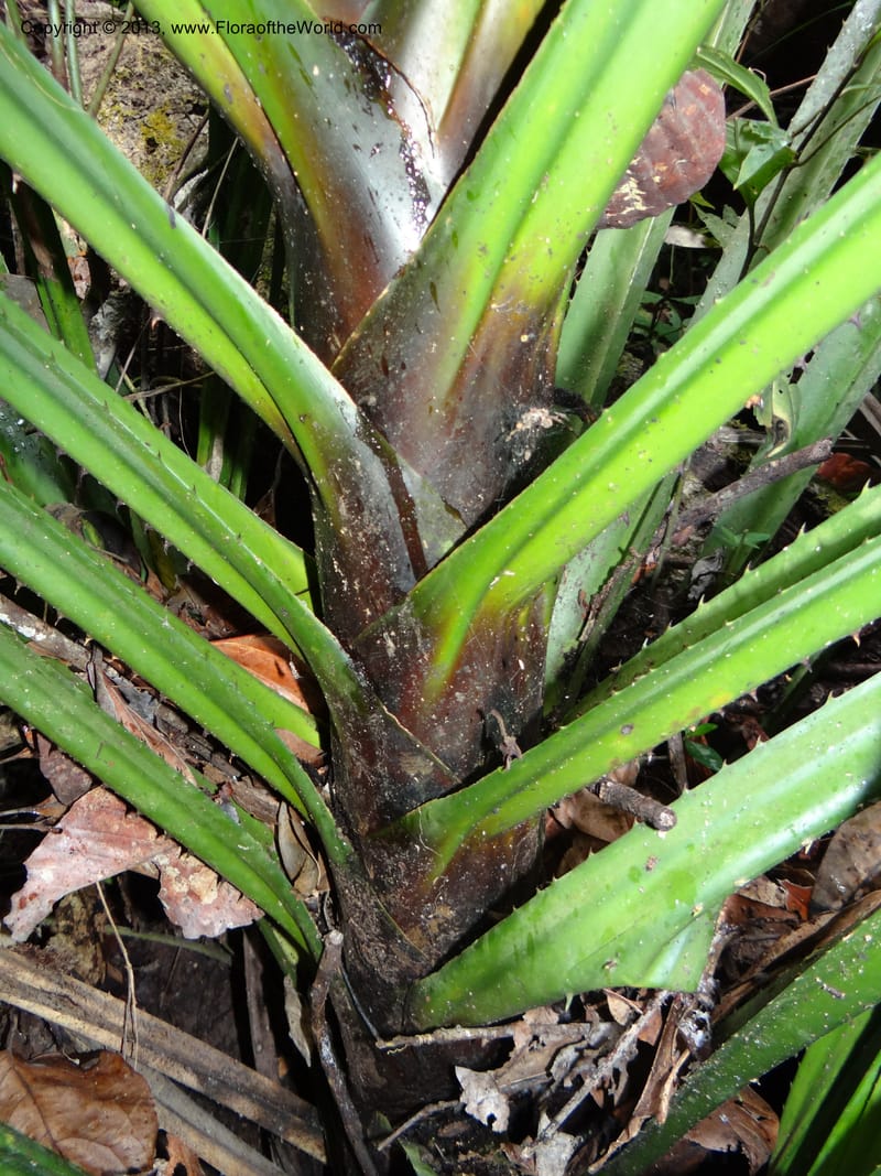 Pandanus acaulescens, Callmander 1040--Thailand. Chiang Mai Prov. Doi Suthep Pui Nat. Park. 7 Nov 2012. DSC07362 (336).JPG