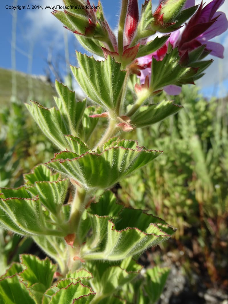 Pelargonium cucullatum, Davidson, C 12327--South Africa. Western Cape. E. side, Fernkloof. 24 Jan 2014. DSC01799 (342).JPG