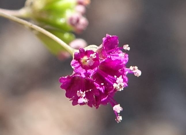 Boerhavia diffusa var. leiocarpa, Fortunato 13150--Argentina. S. of San Augustin. Las Bretes. 8 Feb 2018. DSC09370 (202).JPG