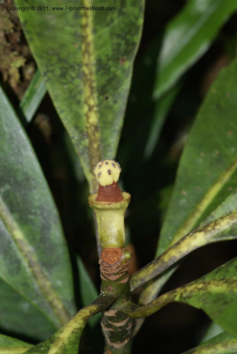 Zygogynum, Munzinger, J 4845--New Caledonia, Dogny, 19 Nov 2007,  079 (13).JPG