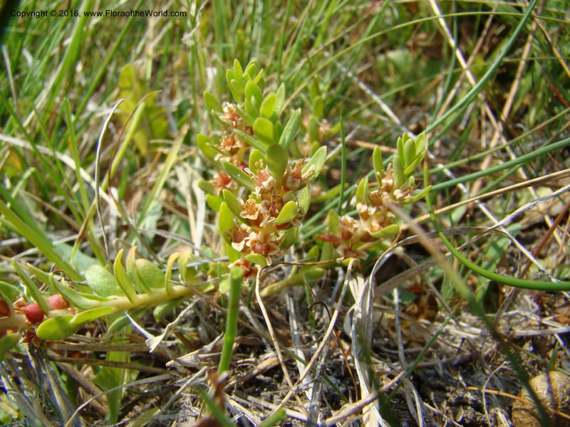 Glaux maritima, D. Mansfield 08-494--OR. Malheur Co. 10 km W of Rome on Hwy 95. 16 Jul 08. 035.jpg