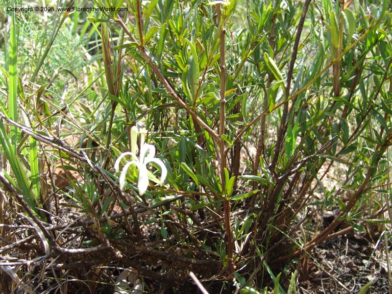 Turraea obtusifolia--So.Africa. Mpumal. twd Rietfontein. 16 Mch 05. 333.jpg
