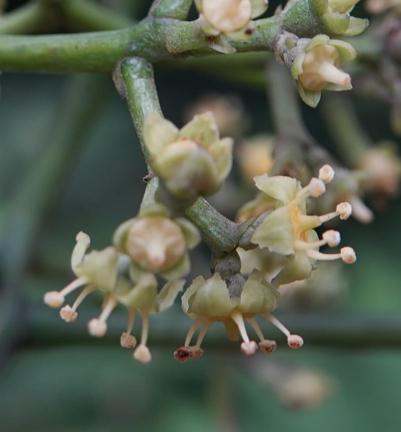 Mastixia pentandra, D. Boufford 44162--China. Yunnan. Bu Long Shan. 6 May 2018. DSC02824 (35).JPG