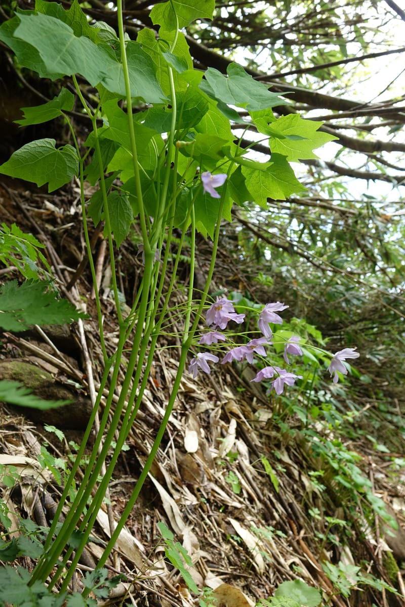 Ranzania japonica--Japan. Myoko Kenmin-no-mori. Hiuchiyama Trial. 27 May 2016.  (188).JPG