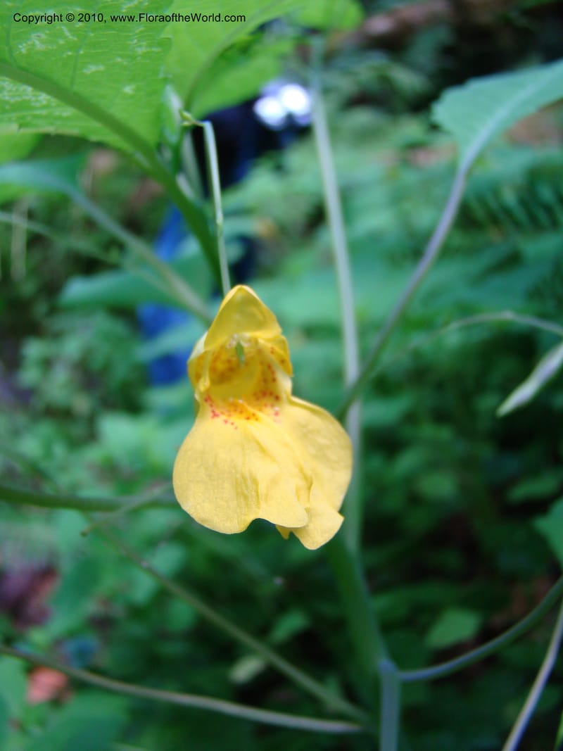 Impatiens noli-tangere--Canada. BC. Bridal Veil Falls Prov. Park. 26 Jul 08. 021.jpg