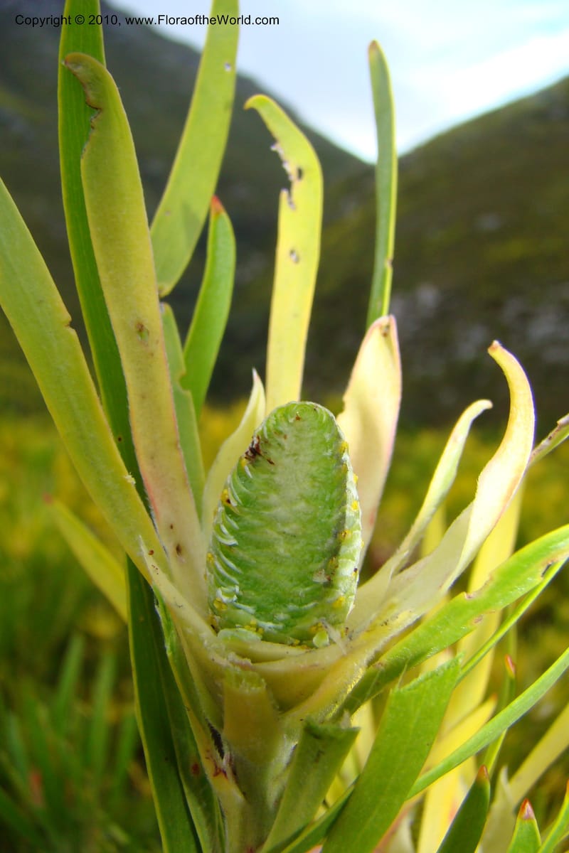 Leucadendron eucalyptifolium, C. Davidson 11495--South Africa. W. Cape. Korente River. 22 Aug 09. 344 (112).jpg