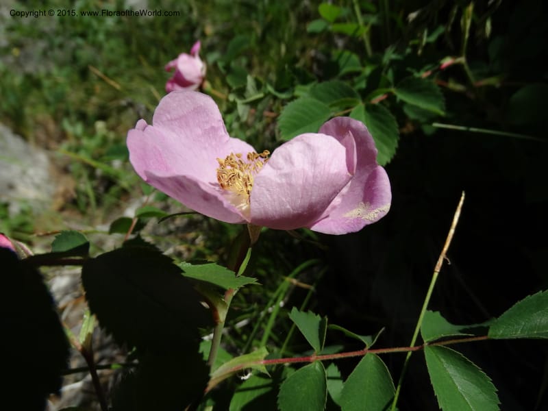 Rosa nutkana, Davidson, C 12515--Idaho. Valley Co. Payette Lake, Sylvan Beach. 18 Jun 2014. DSC09162 (6).JPG