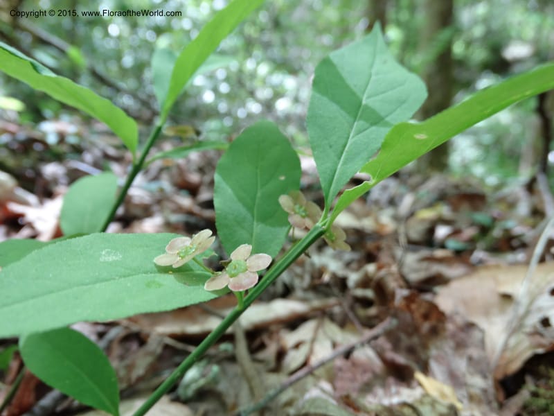 Euonymus obovatus, Davidson, C 12987--North Carolina. Clay Co. Perry Gap Rd, Barnard's Cr. 13 May 2015. DSC04860 (218).JPG