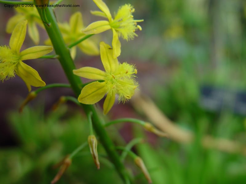 Bulbine alooides, 246--CA. Huntington Bot. Gard. 14 Feb 03. 028.jpg