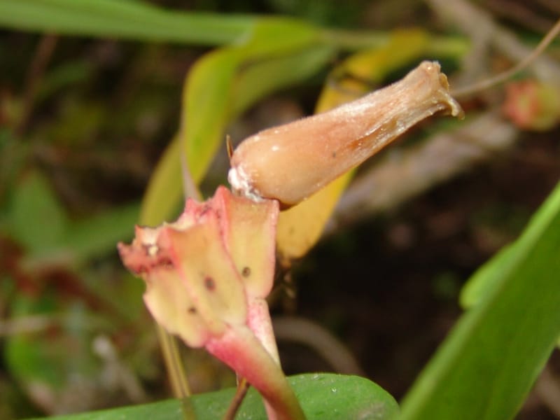 Macleania, Croat, T 94561--Ecuador. Prov. Pichincha. Tandayapa-Nono. 13 Feb 05. 129 (3).jpg