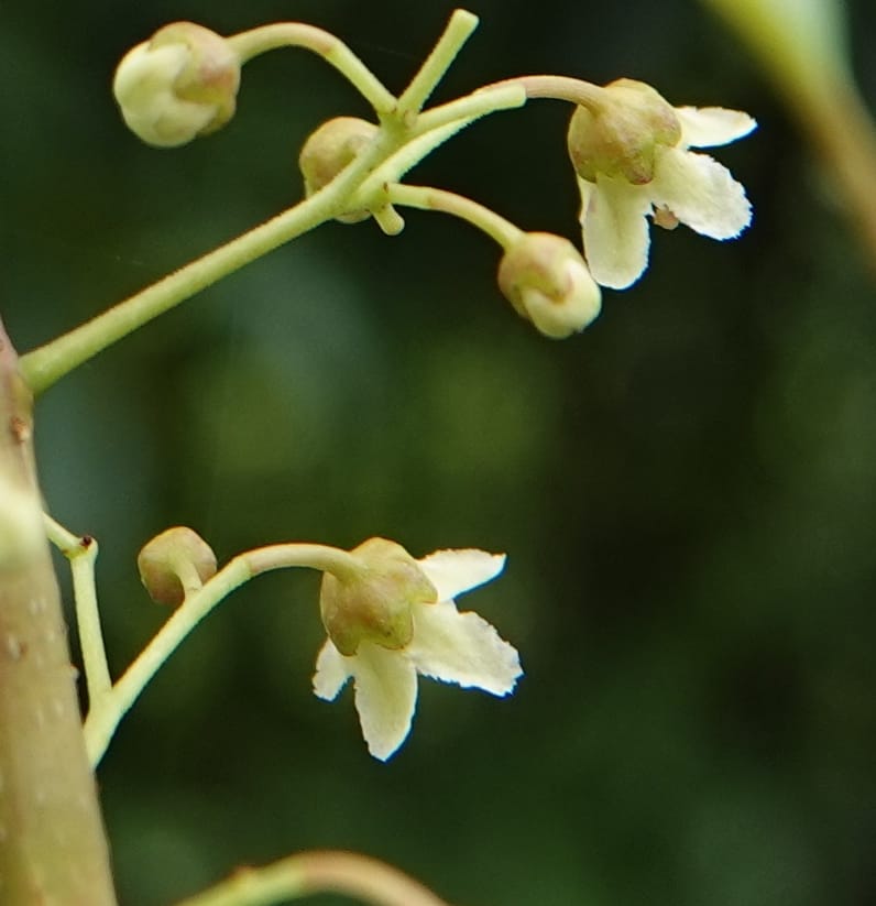 Celastrus stylosus, D. Boufford 44095--China. Yunnan. Ci Wu Duan Rd. Stop 2. 29 Apr 2018. DSC00344 (224).JPG