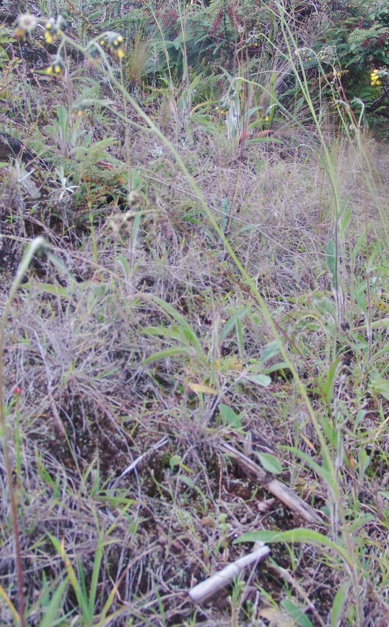 Hieracium cf, Croat95052--Ecuador. Prov. Carchi. Mira-San Isidro. 20 Feb 05. 303a.jpg