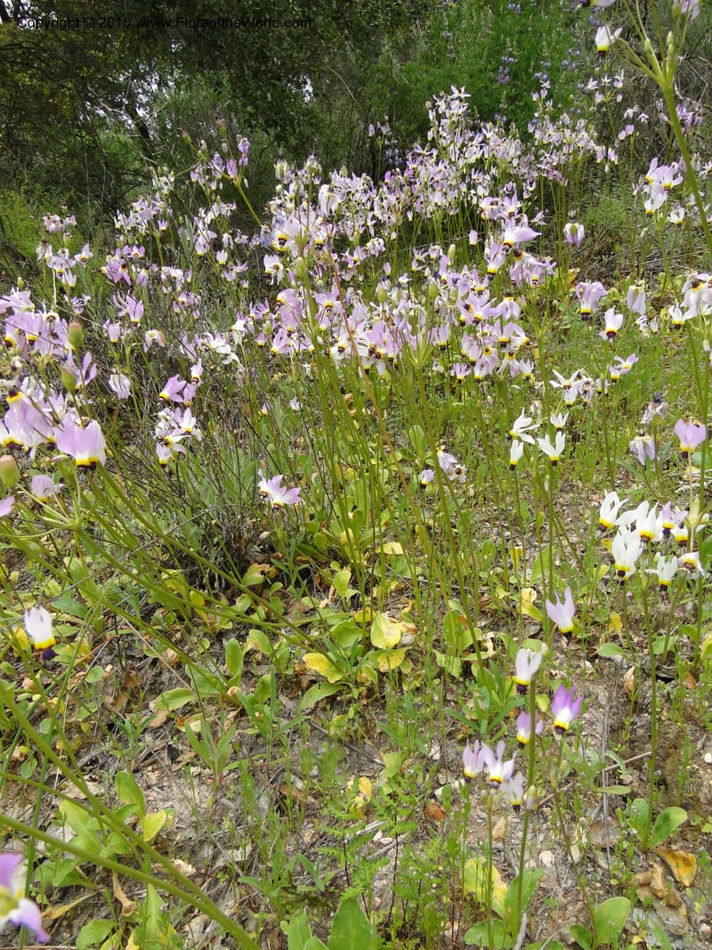 Dodecatheon clevelandii, C. Davidson 11728--California. Santa Barbara Co. 4 April 2010 180 (17).jpg
