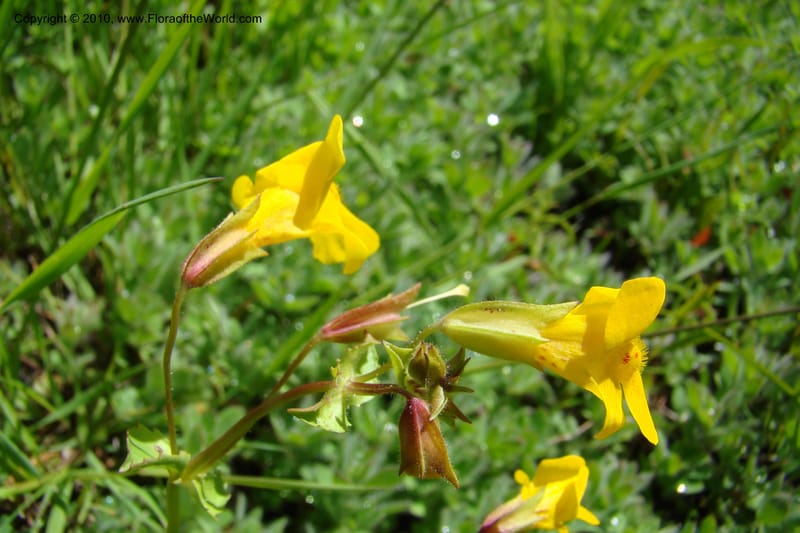 Mimulus guttatus, C. Davidson 11462--ID. Valley Co. Warm Lake. 16 June 2009. 074.jpg