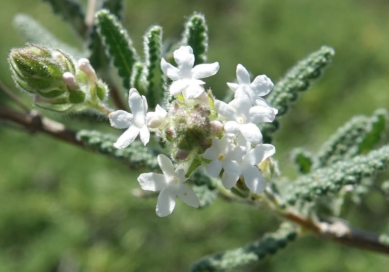 Aloysia castellanosii, Fortunato 13147--Argentina. Hwy 150, S of Ischigualasto. 7 Feb 2018. DSC09263 (53).JPG