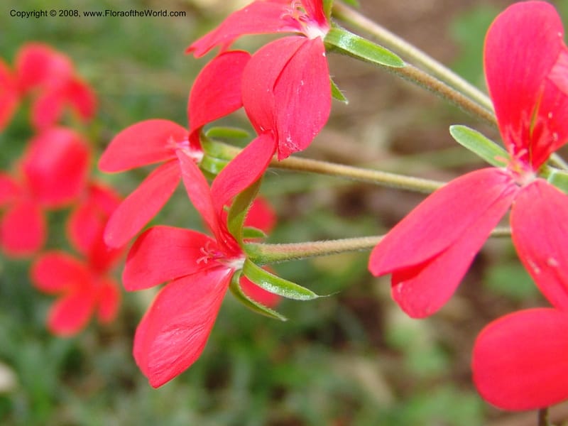 Pelargonium tongaense-- So. Africa. Lowveld Nat. Bot. Gard. 14 Mch 05. 042.jpg