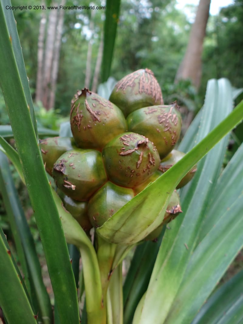 Pandanus calcis, Callmander 1048--Thailand. Prachuap Khiri Khan Prov. Ma Rong Cave. 13 Nov 2012. DSC08906 (84).JPG