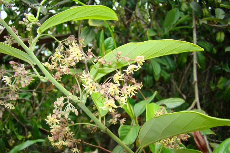 Byttneria, Rogers 1234--Madagascar. Prov. Fianarantsoa. Manakara-Irondro.15 Jan 09. 059.jpg