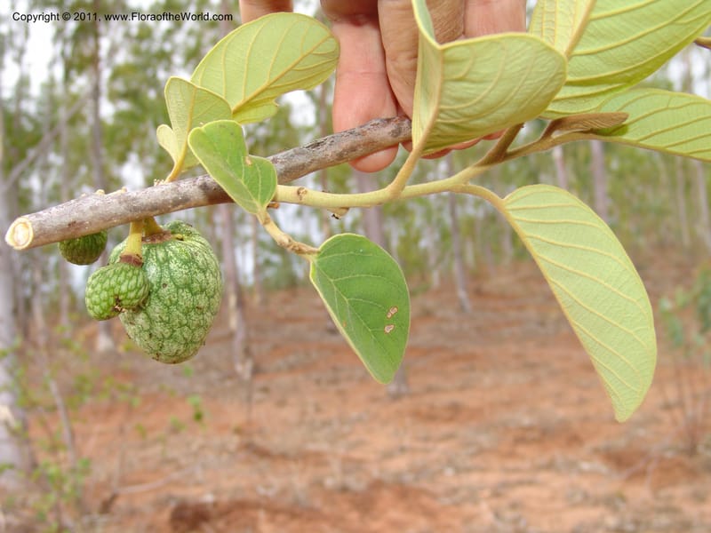 Annona, ROR1522--Madag. Prov. Antsir. Sahafary, Andranomadiro. 7 Nov 06. 553.jpg
