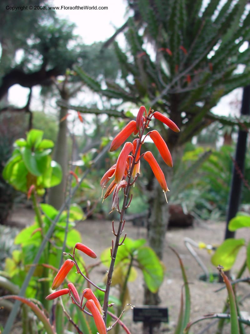 Aloe bulbifera v. bulbifera, 28400--CA. Huntington Bot. Gard. 14 Feb 03. 048.jpg