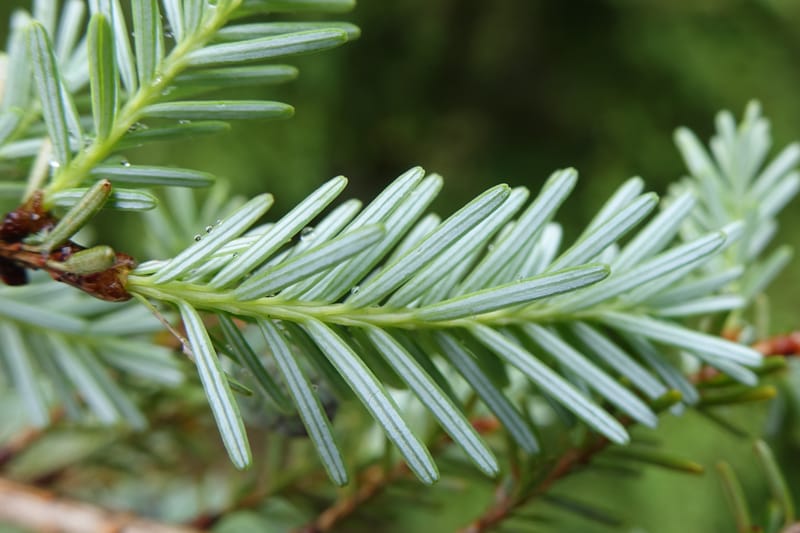 Tsuga chinensis, Tseng Yu-Hsin 1332--Taiwan. Taroko Nat. Park. Mt. Bilu Trail. 21 May 2016.  (185).JPG