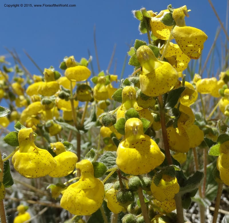 Calceolaria corymbosa, Davidson, C 12792--Chile. Ruta 115, to Laguna del Maule. 24 Nov 2014. DSC07486 (416).JPG
