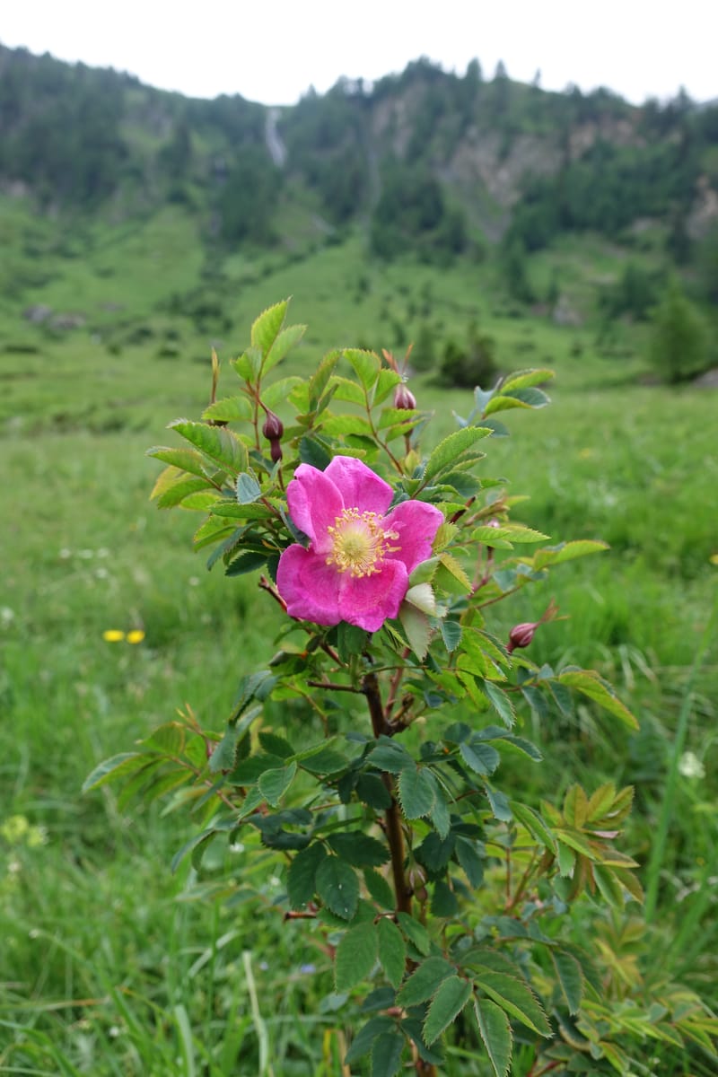 Rosa pendulina, Davidson, C 13265--Switzerland. Oberwald. Chapel St. Nikolas. 2 Jul 2016. DSC07728 (752).JPG