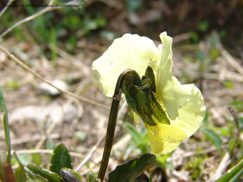Viola oreades--Georgia. Vic. of Tskhrats'karo Pass. 7 Jun 05. 023.jpg