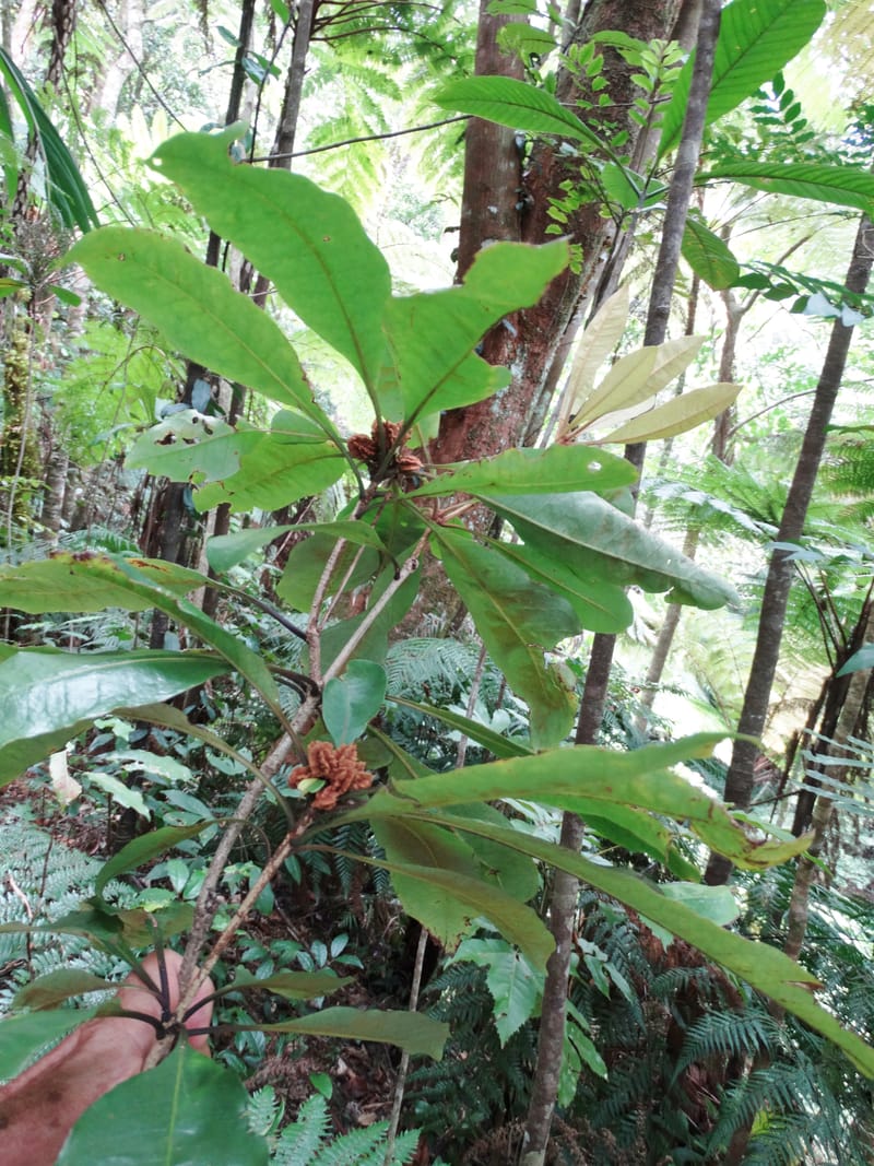 Pittosporum, Bruy, D 117--New Caledonia. Haute Robinson. 11 Nov. 2015. DSC00909 (193).JPG