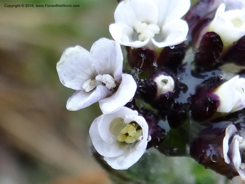 Draba, Ulloa, C 2421--Ecuador. Pichincha. Nevado Cayambe. 6 Oct 2012. DSC07236 (183).JPG