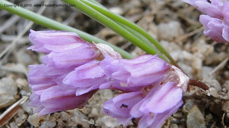 Allium aasiae, not coll.--Idaho. Ada Co. artwright Rd. 22 April 2010. 145 (16).jpg