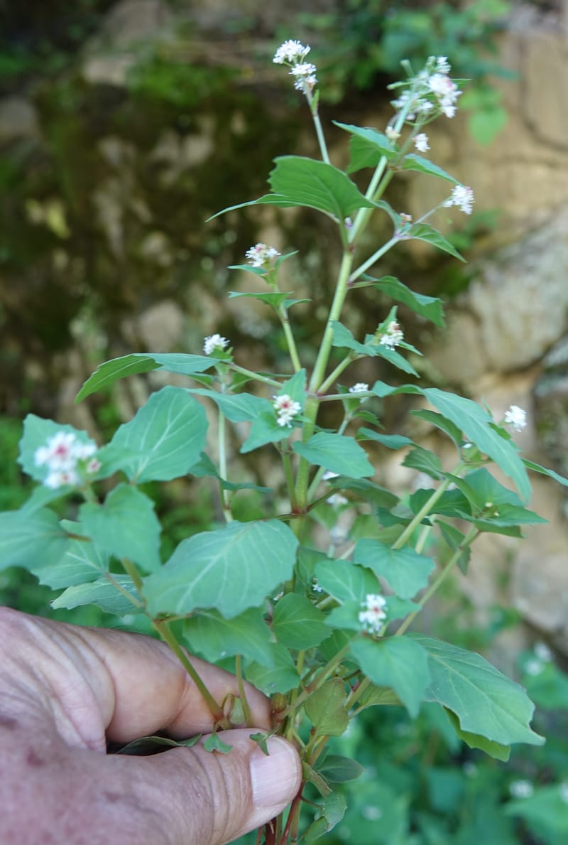 Circaea alpina subsp. imaicola, C. Davidson 13756--China. Sichuan. Yibailingba-gou. 12 Aug 2017. DSC04660 (619).JPG