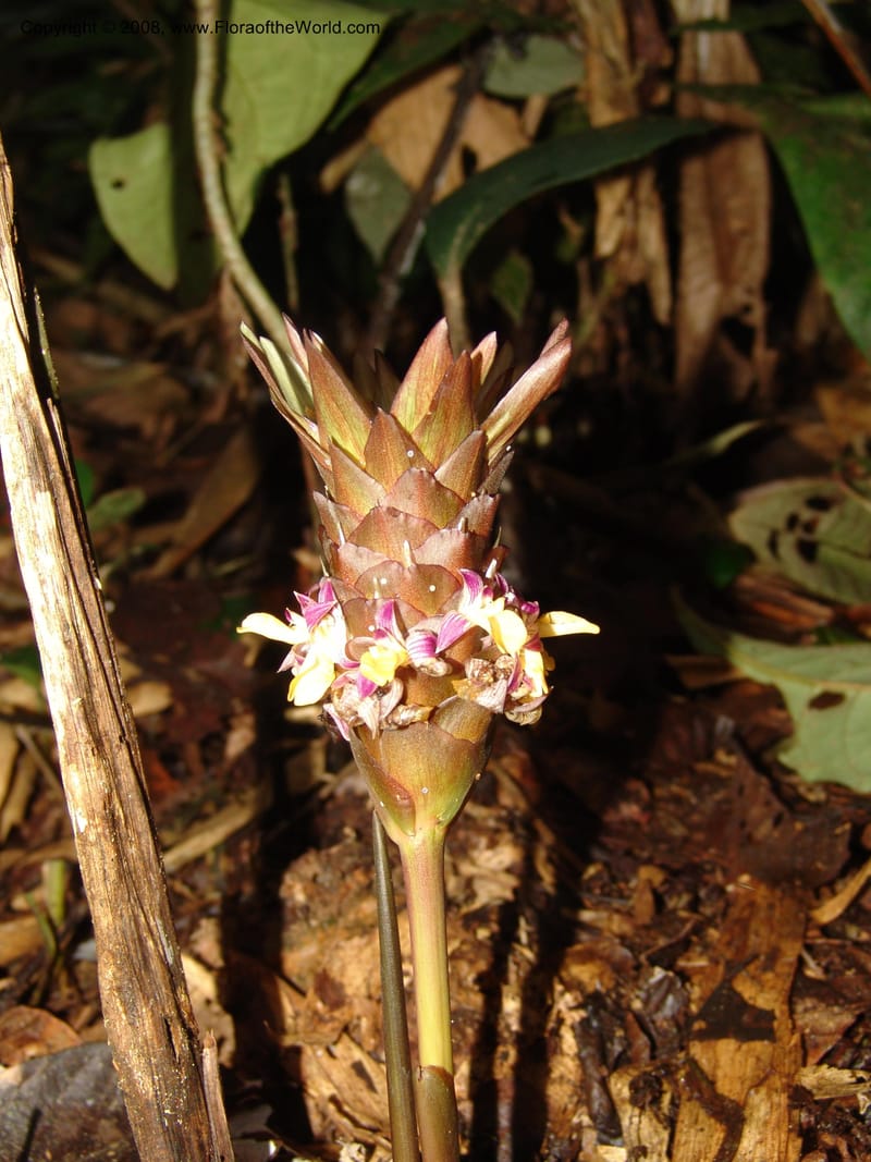Calathea, RVasquez33008--Peru. Pillcopata. Qbda Pini Pini. 29 Oct 07. 757.jpg