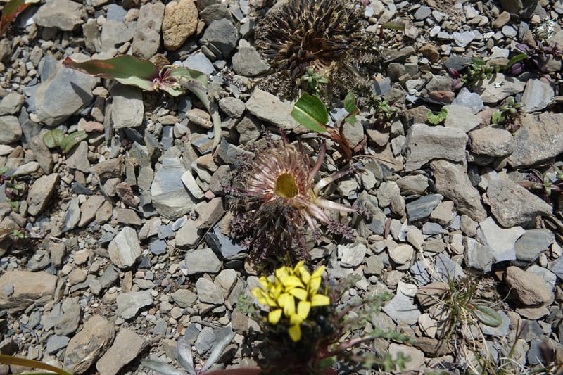 Soroseris gillii, C. Davidson 13771--China. Sichuan. Wu Ming Shan. 13 Aug 2017. DSC05530 (74).JPG