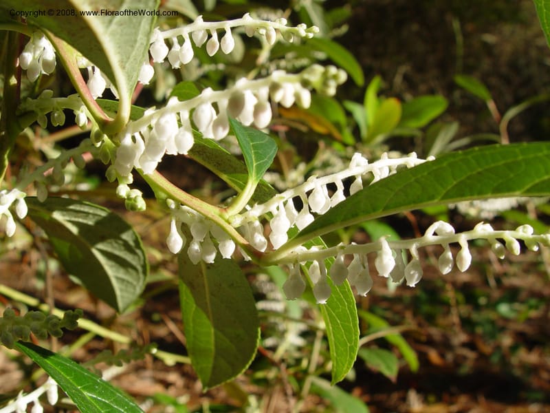Gaultheria forrestii, 99.0284--CA. UC Berkeley Bot. Gard. 10 Feb 04. 186.jpg