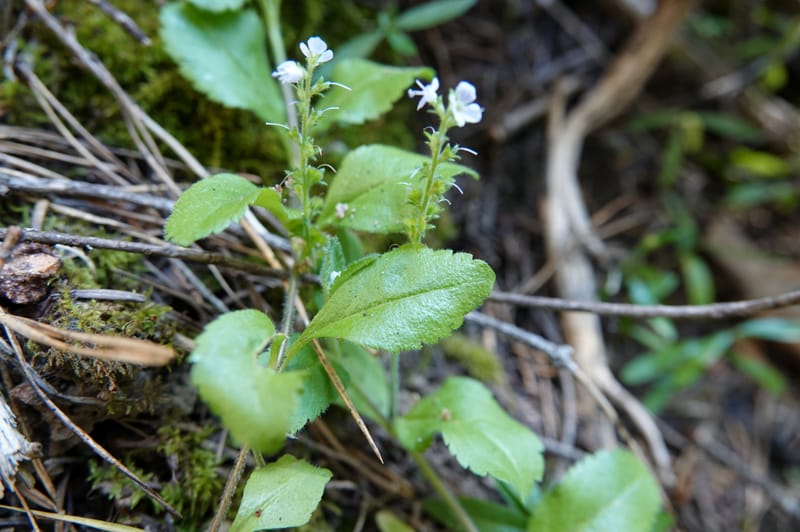 Veronica officinalis, C. Davidson 13799--ID. Latah Co. FSR 447. 7 Jul 2018. DSC05707 (129).JPG