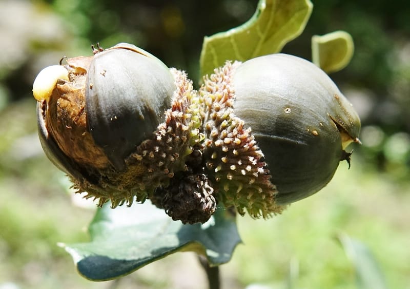Quercus, C. Davidson 13762--China. Sichuan. Yibailingba-gou. 12 Aug 2017. DSC04660 (304).JPG