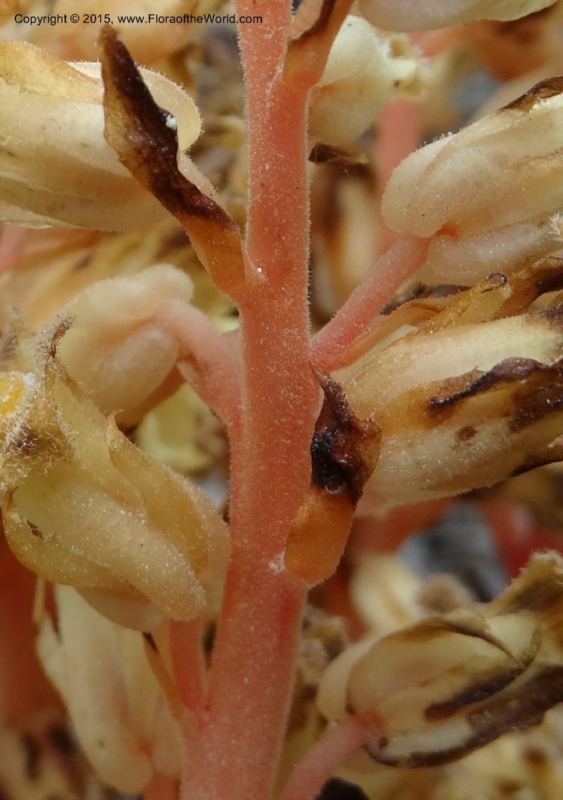 Monotropa hypopitys, Davidson, C 12626--ID. Idaho Co. S of Steamboat Summit. 5 Aug 2014. DSC00156 (157).JPG