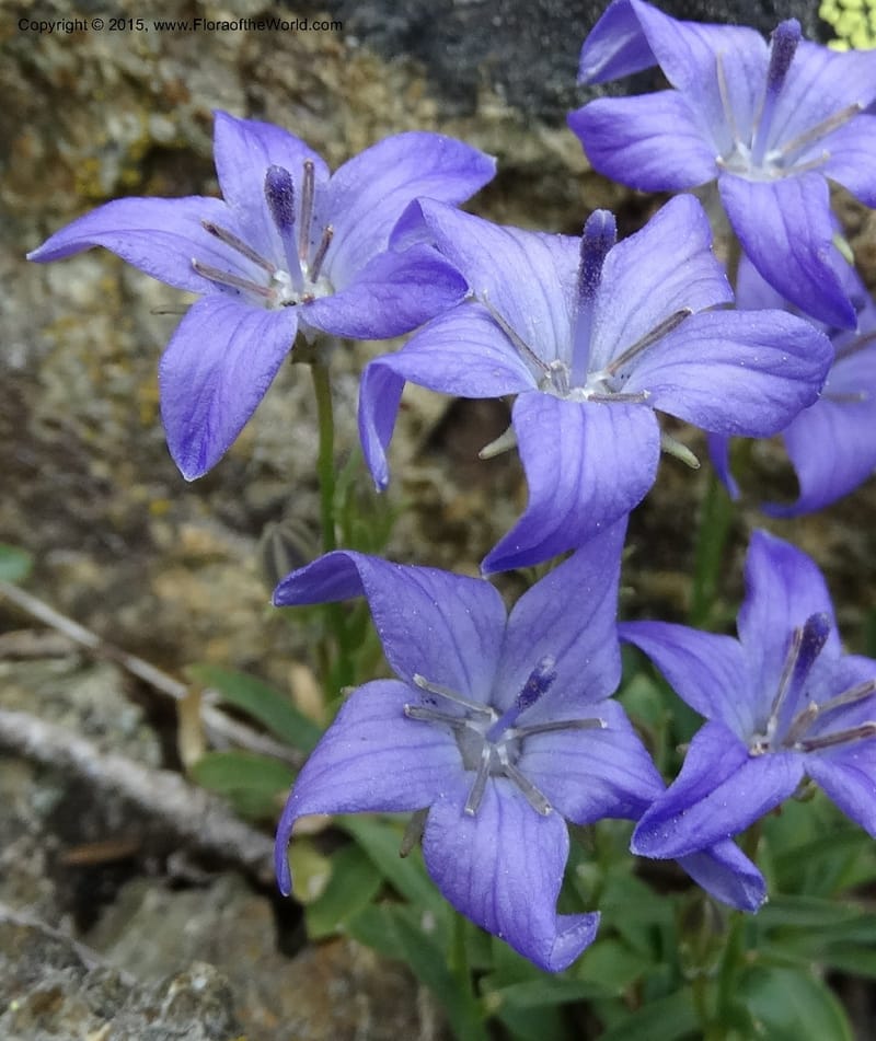 Campanula, Davidson, C 12592B--ID. Idaho Co. Seven Devils Camp Ground. 15 Jul 2014. DSC00113 (168).JPG
