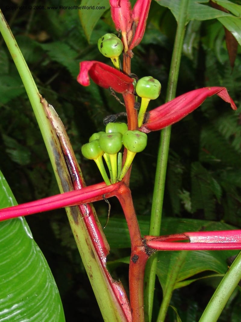 Heliconia aemygdiana v. transandina, Croat94411--Ecuador. Prov. Pichincha. Res. Guaycuyacu. 11 Feb 05.  165.jpg