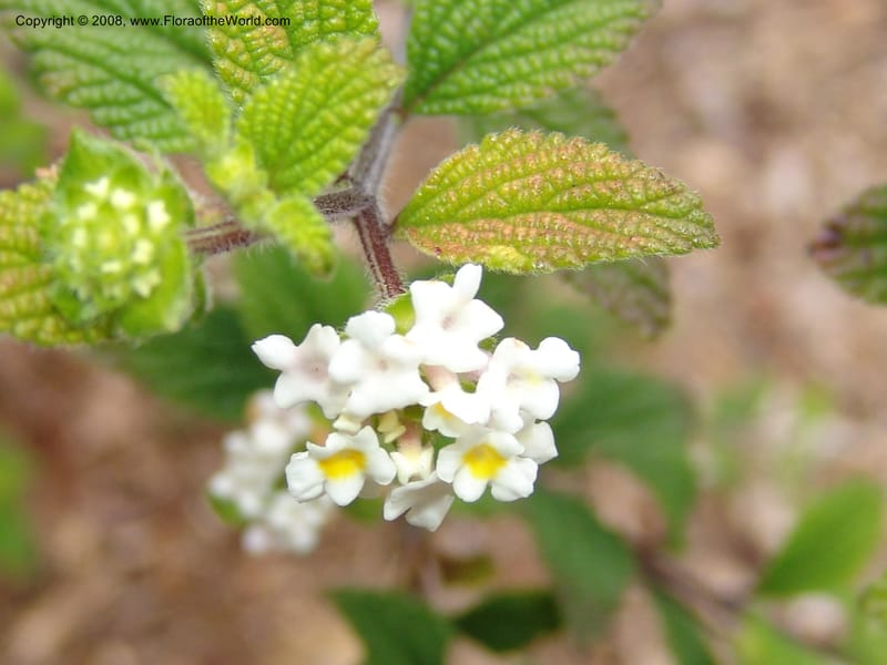 Lantana hirta, 76.0579--CA. UC Berkeley Bot. Garden. 31 May 07. 233.jpg
