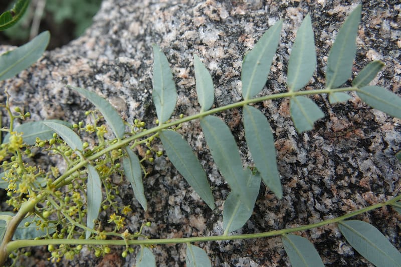 Schinus areira, Fortunato 13200--Argentina. Hwy 150 S of San Augustin. 9 Feb 2018. DSC09845 (76).JPG