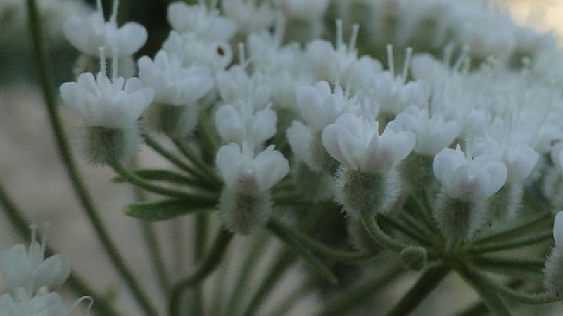 Pimpinella, BE.11.1--Iraq. Kurdistan. Shakh-i Pira Magrun. Zewiya. 14 June 2010. 306 (12).jpg