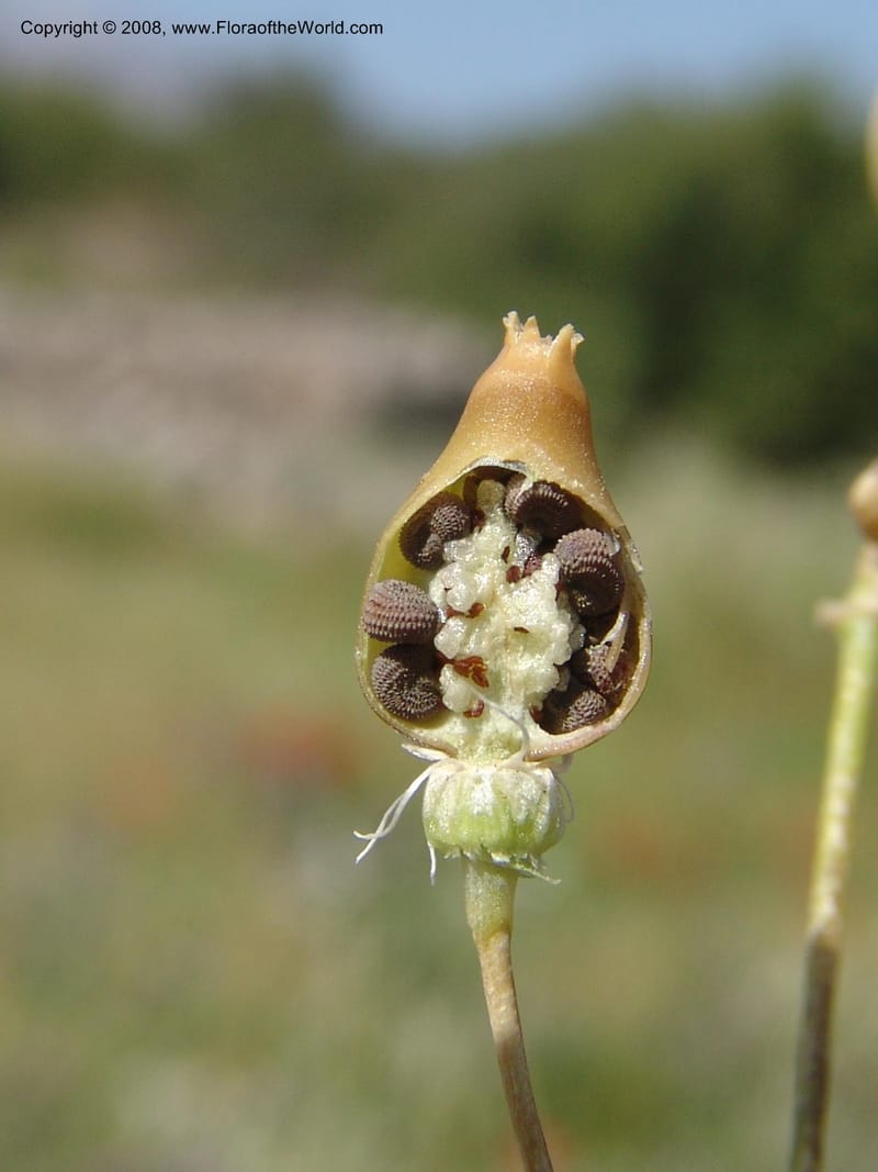 Silene vulgaris ssp macrocarpa--Crete. Ep. Apokoronos. Aptera. 23 May 05. 052.jpg
